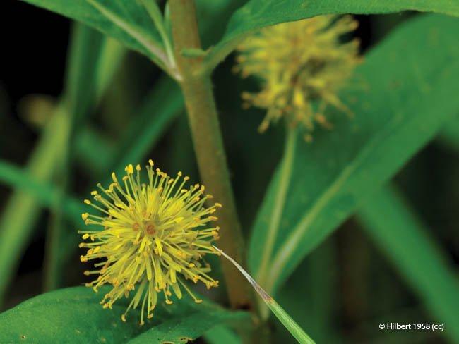 Lotus uliginosus