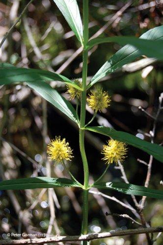 Lotus uliginosus