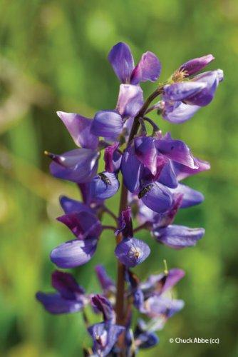 Lupinus angustifolius