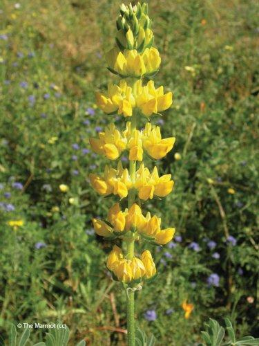 Lupinus luteus