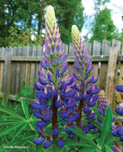 Lupinus polyphyllus
