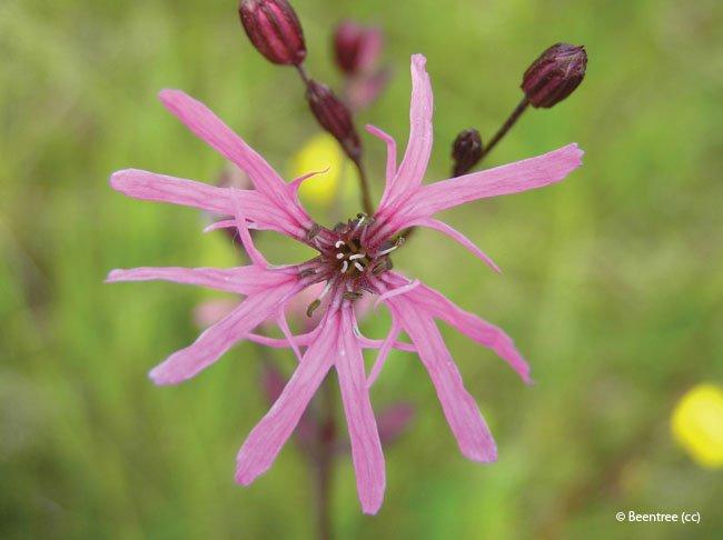Lychnis flos-cuculi