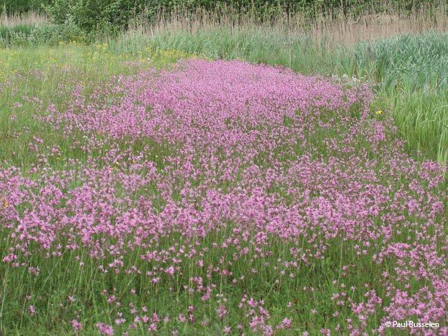 Lychnis flos-cuculi