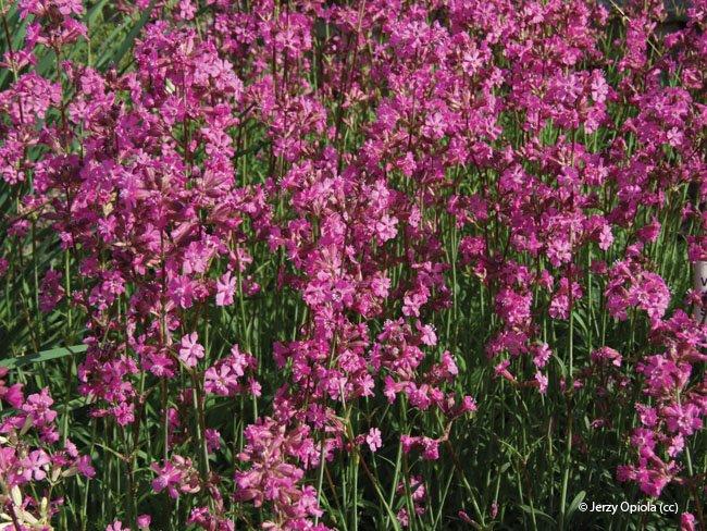 Lychnis viscaria