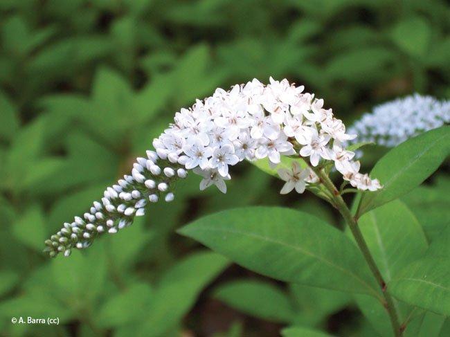 Lysimachia clethroides