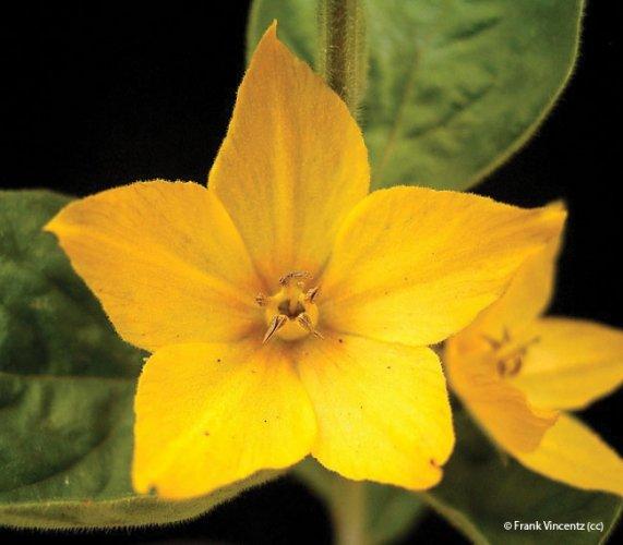 Lysimachia punctata