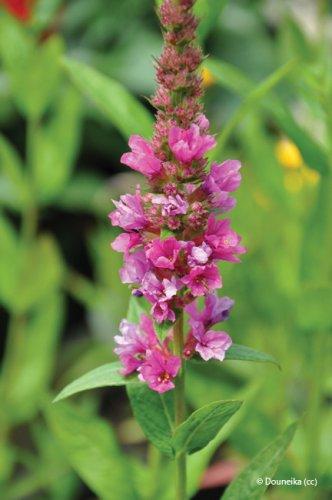 Lythrum salicaria
