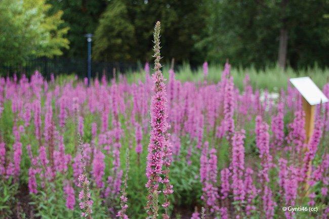 Lythrum salicaria