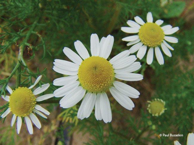 Matricaria recutita, Matricaria chamomilla