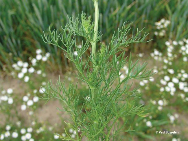 Matricaria recutita, Matricaria chamomilla