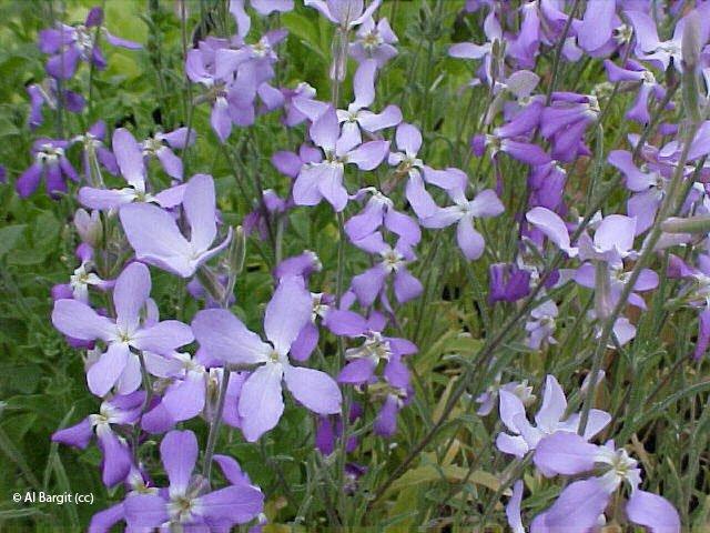 Matthiola longipetala ssp bicornis, Matthiola bicornis