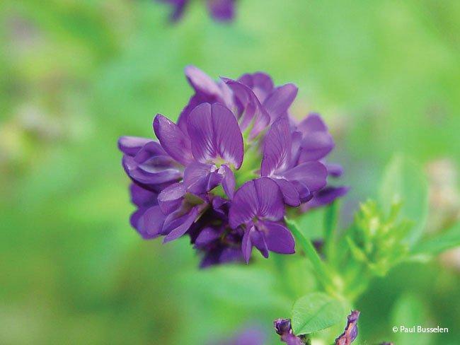 Matthiola longipetala ssp bicornis, Matthiola bicornis