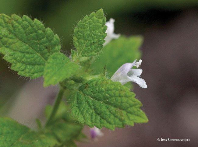 Melissa officinalis