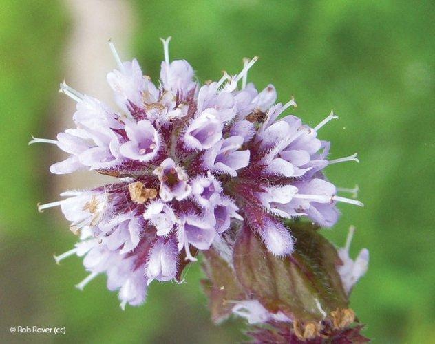 Mentha aquatica