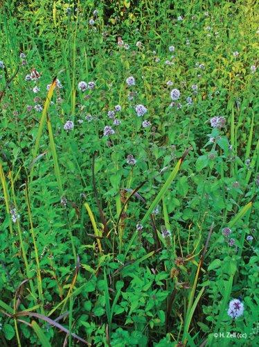 Mentha aquatica