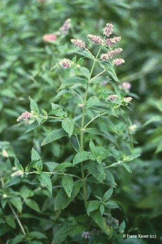 Mentha longifolia