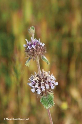Mentha pulegium