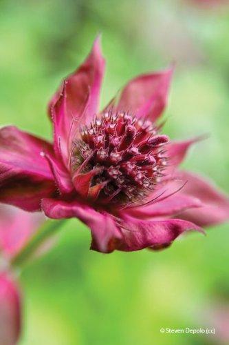 Monarda didyma