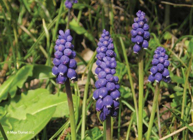 Muscari botryoides