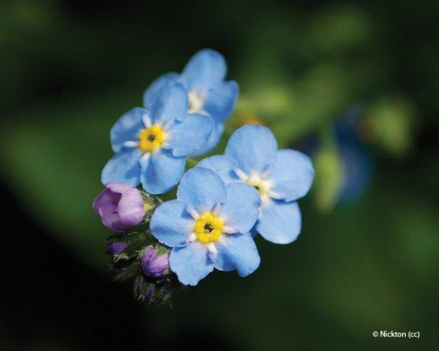 Myosotis palustris
