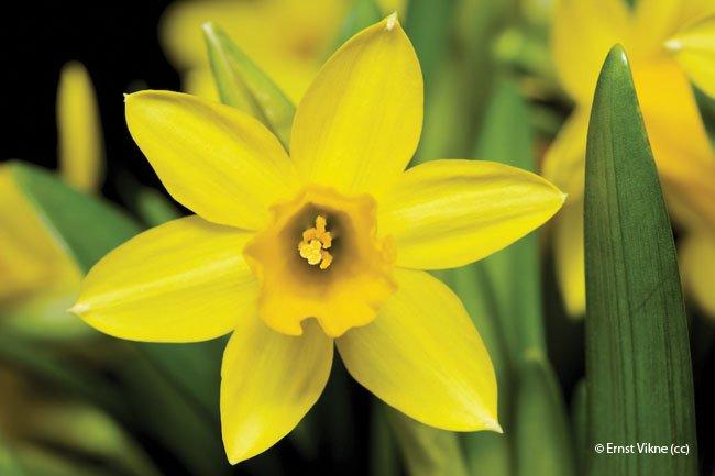 Narcissus pseudonarcissus
