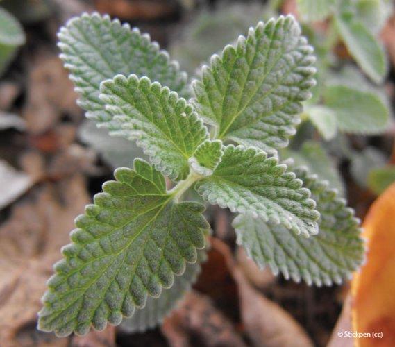 Nepeta x faassenii