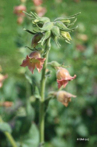 Nicotinia glutinosa