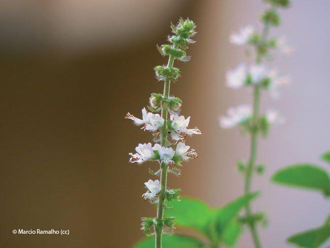 Ocimum basilicum