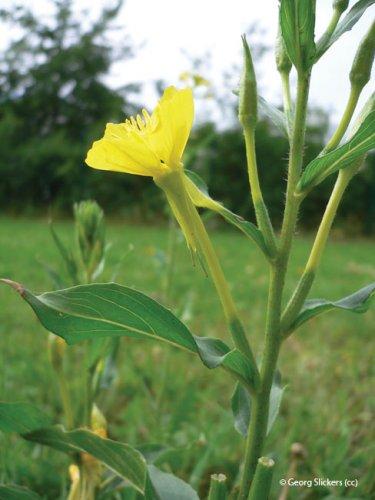 Oenothera biennis