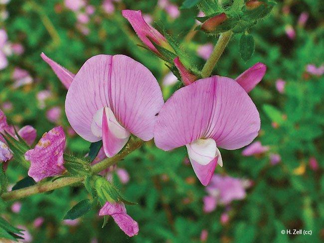 Ononis spinosa