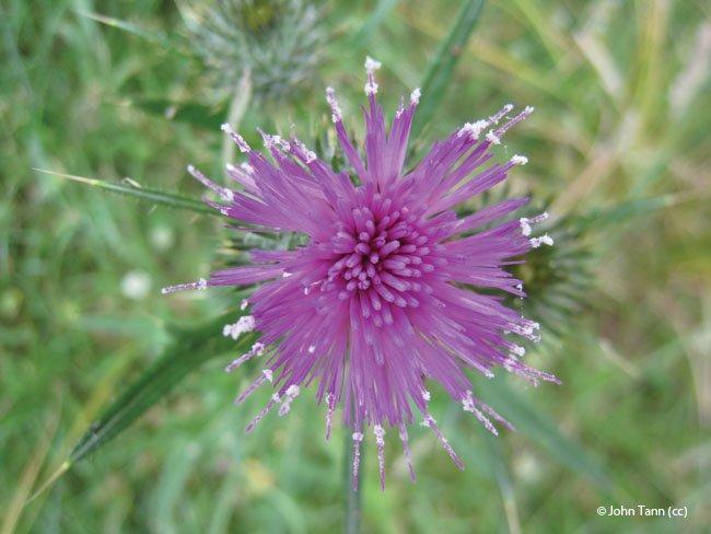 Onopordum acanthium