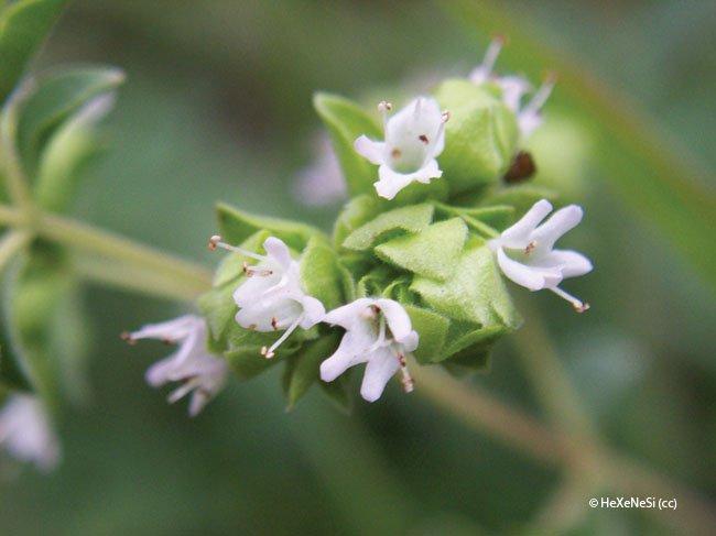 Origanum majorana, Origanum hortensis