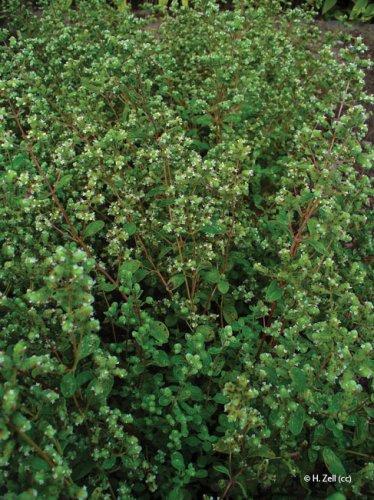 Origanum majorana, Origanum hortensis