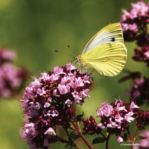 Origanum vulgare