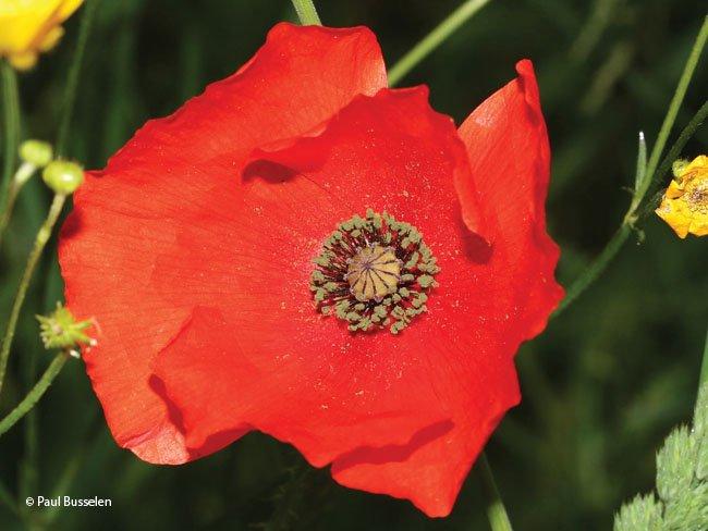 Papaver rhoeas
