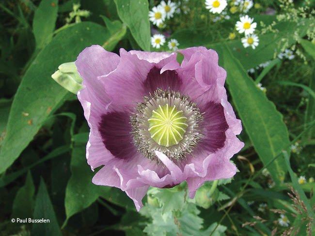 Papaver somniferum