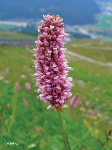 Persicaria bistorta