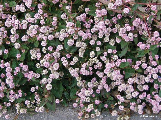 Persicaria capitata