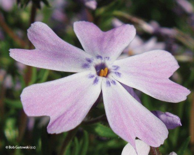 Phlox subulata