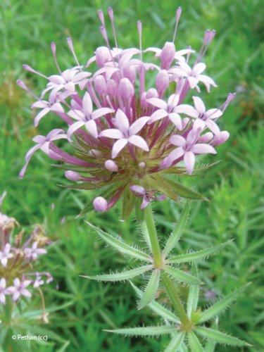 Phuopsis stylosa