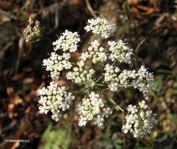pimpinella saxifraga