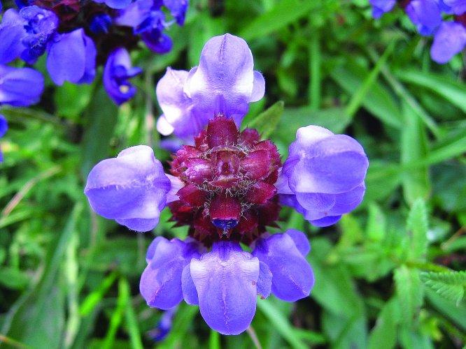Prunella grandiflora