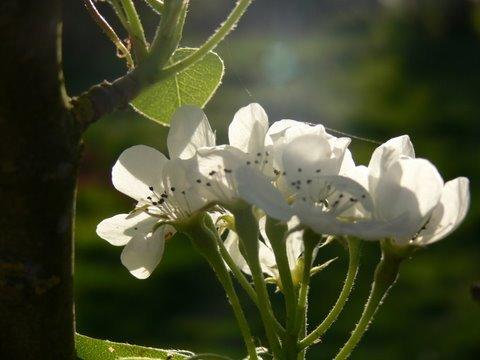 Pyrus calleryana ‘Chantecleer’, syn. Pyrus calleryana 'Stone Hill'