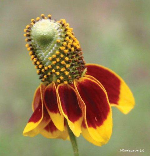Ratibida columnifera