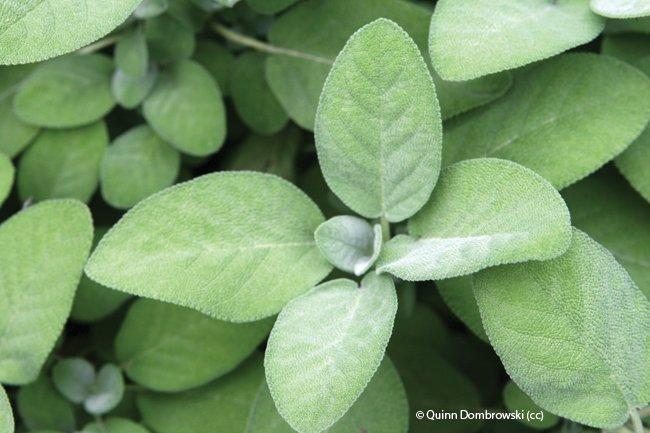 Salvia officinalis 'Berggarten'