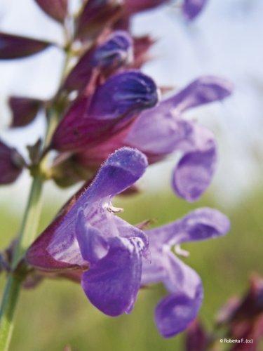 Salvia officinalis