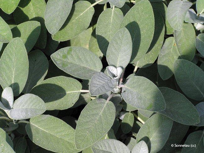 Salvia officinalis