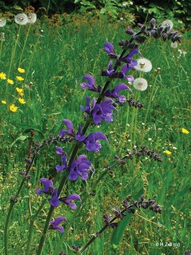 Salvia pratensis