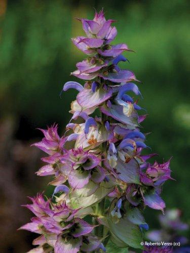 Salvia sclarea