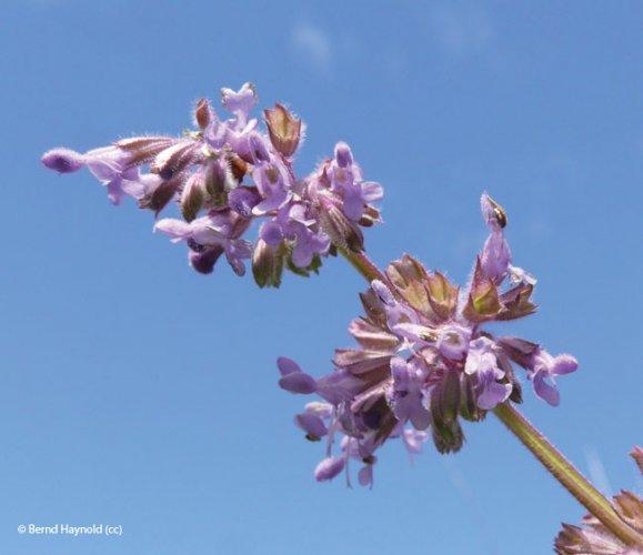 Salvia verticillata
